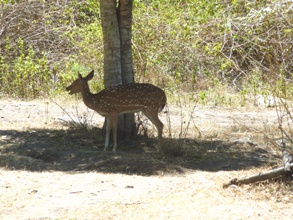 Spotted deer