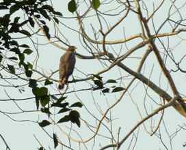 Serpent eagle